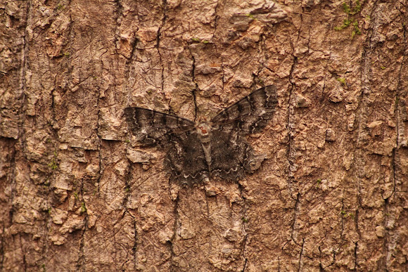 Spotting Image 1
