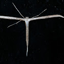 Plume Moth