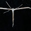 Plume Moth