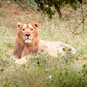 Asiatic lion