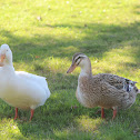 Mallard duck