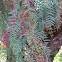 Californian Pepper Tree