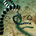 Banded Sea Krait