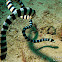 Banded Sea Krait