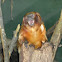 Golden Lion Tamarin