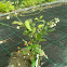 Highbush blueberry