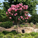 Crape Myrtle