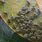 Pequeños insectos
