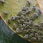 Pequeños insectos