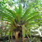 Bromelia