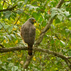Roadside Hawk