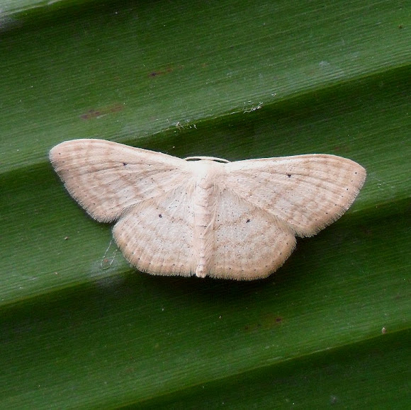 Spotting Image 1