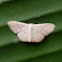 Geometrid moth