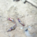Earwigs