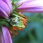 Ambush Bug