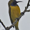 Olive-backed Sunbird