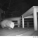 Virginia Opossum
