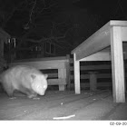 Virginia Opossum