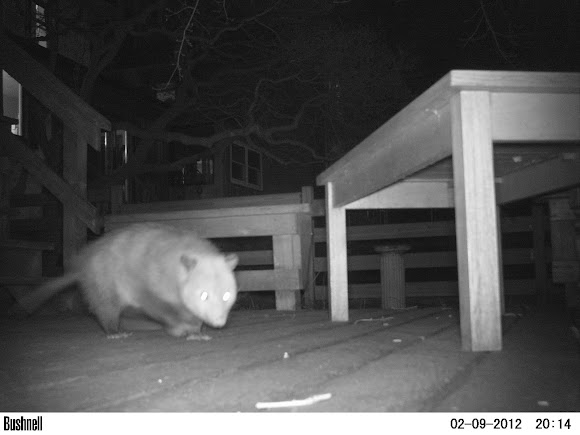 Spotting Image 1