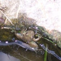 Cricket Frog