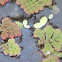Feathered Mosquitofern or Water Velvet