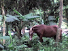 Vendo  Finca Ecoturistica Ganadera