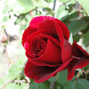 Rosa