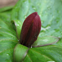 Toadshade Trillium