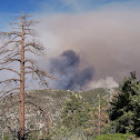 Ponderosa Pine