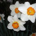 Daffodil