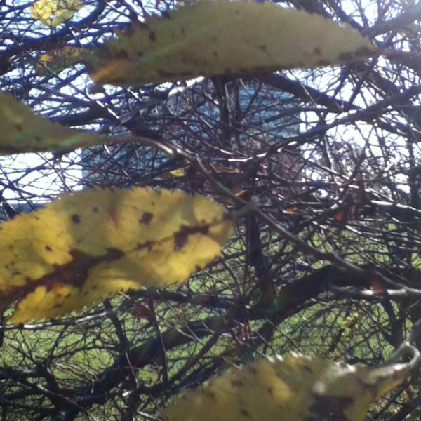 American plum Project Noah