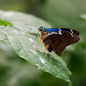 Two-barred Flasher