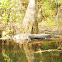 American Alligator