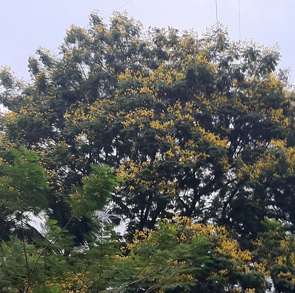 Spotting Image 1