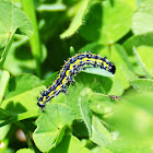 Confused Haploa Moth