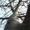 Baobab