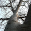 Baobab