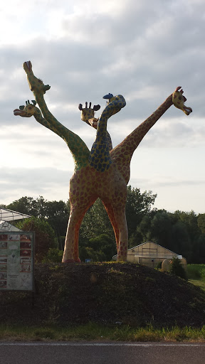 Fünfköpfige Giraffe