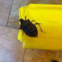 Brown Marmorated Stink Bug