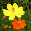 Yellow Cosmos