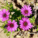 African Daisy
