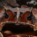 Crested Forest Toad