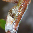 Spittlebug