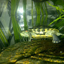 Red Eared Slider Turtles