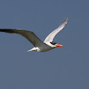 Caspian Tern