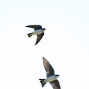 Tree Swallow
