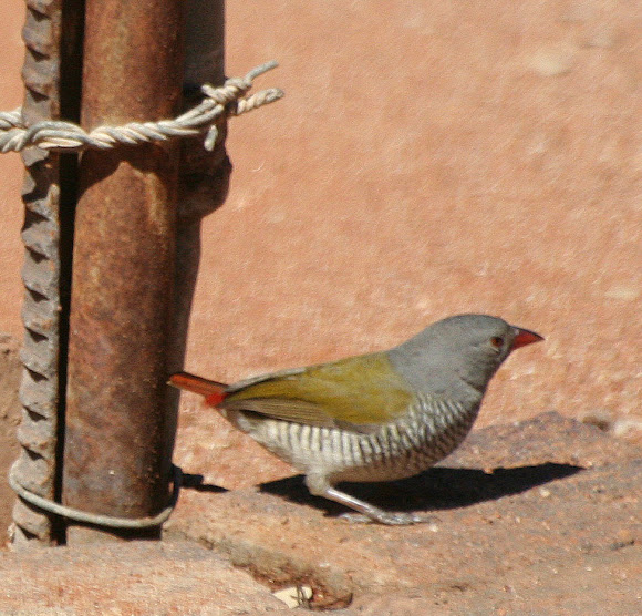 Spotting Image 1