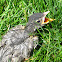 American Robin