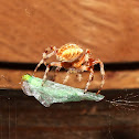 European garden spider
