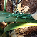 Peppermint Stick Insect?
